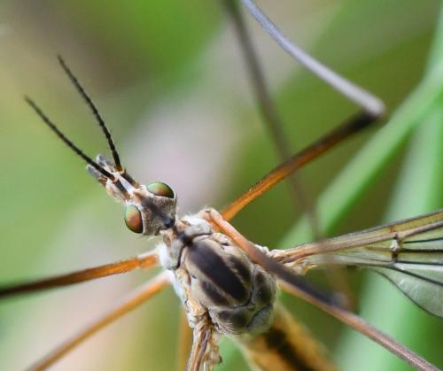 Réf. 251 797 : Tipula vernalis